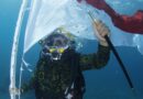 81 Penyelam Gelar Upacara Pengibaran Bendera Merah Putih di Dasar Laut Pasir Putih Situbondo